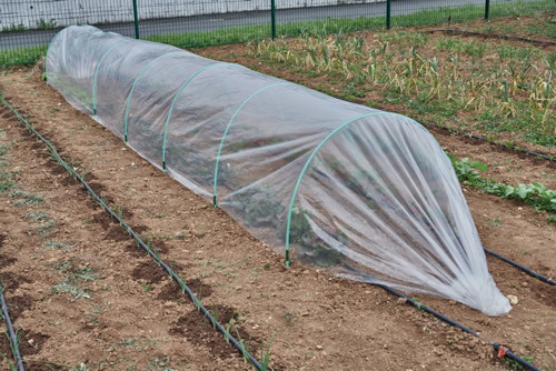 FILM DE FORÇAGE DES CULTURES