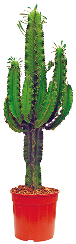 EUPHORBIA