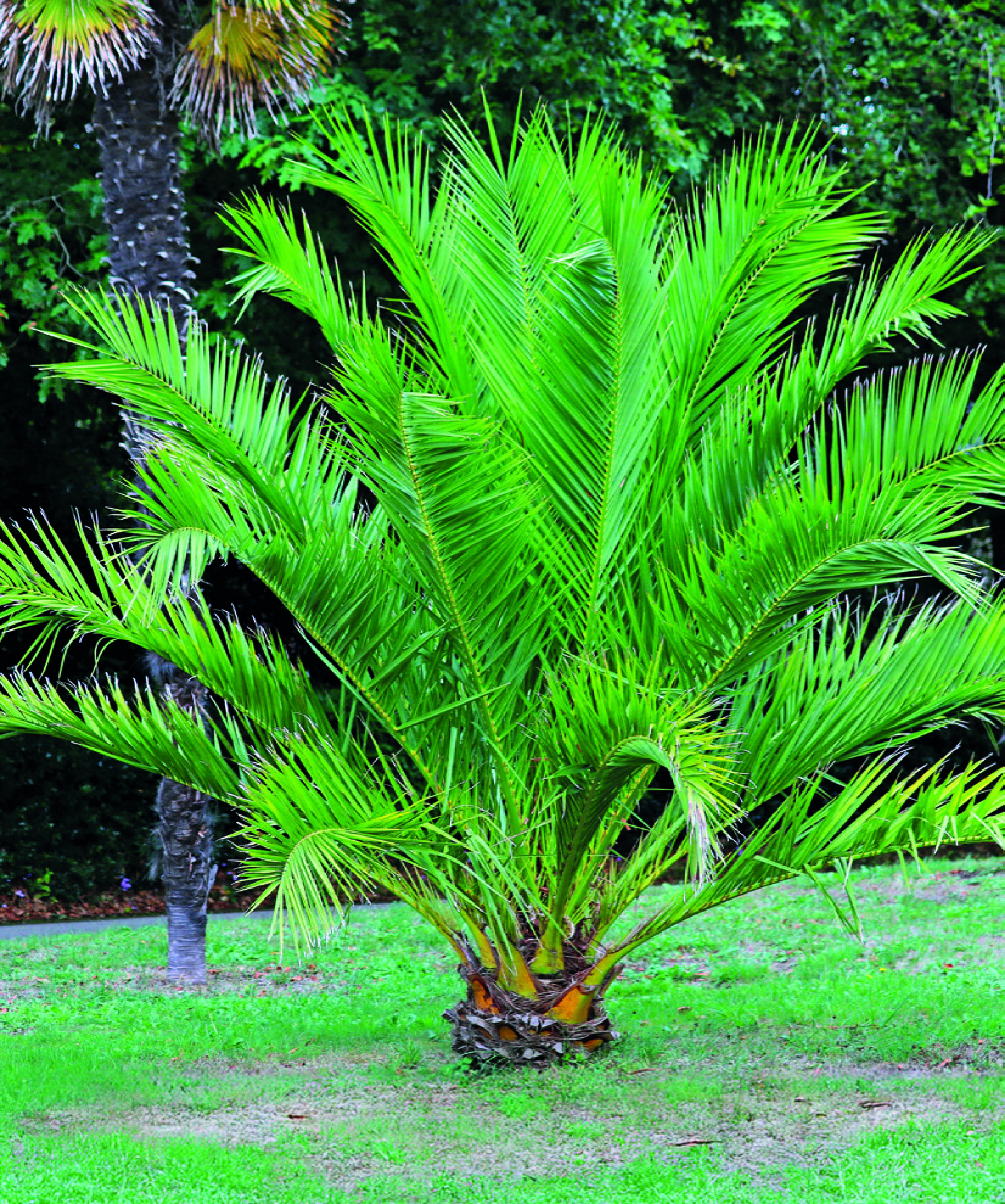 DATTIER DES CANARIES PHOENIX CANARIENSIS