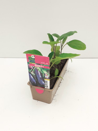 PLANTES POTAGÈRES