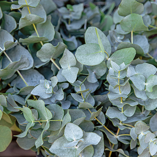EUCALYPTUS GUNNI