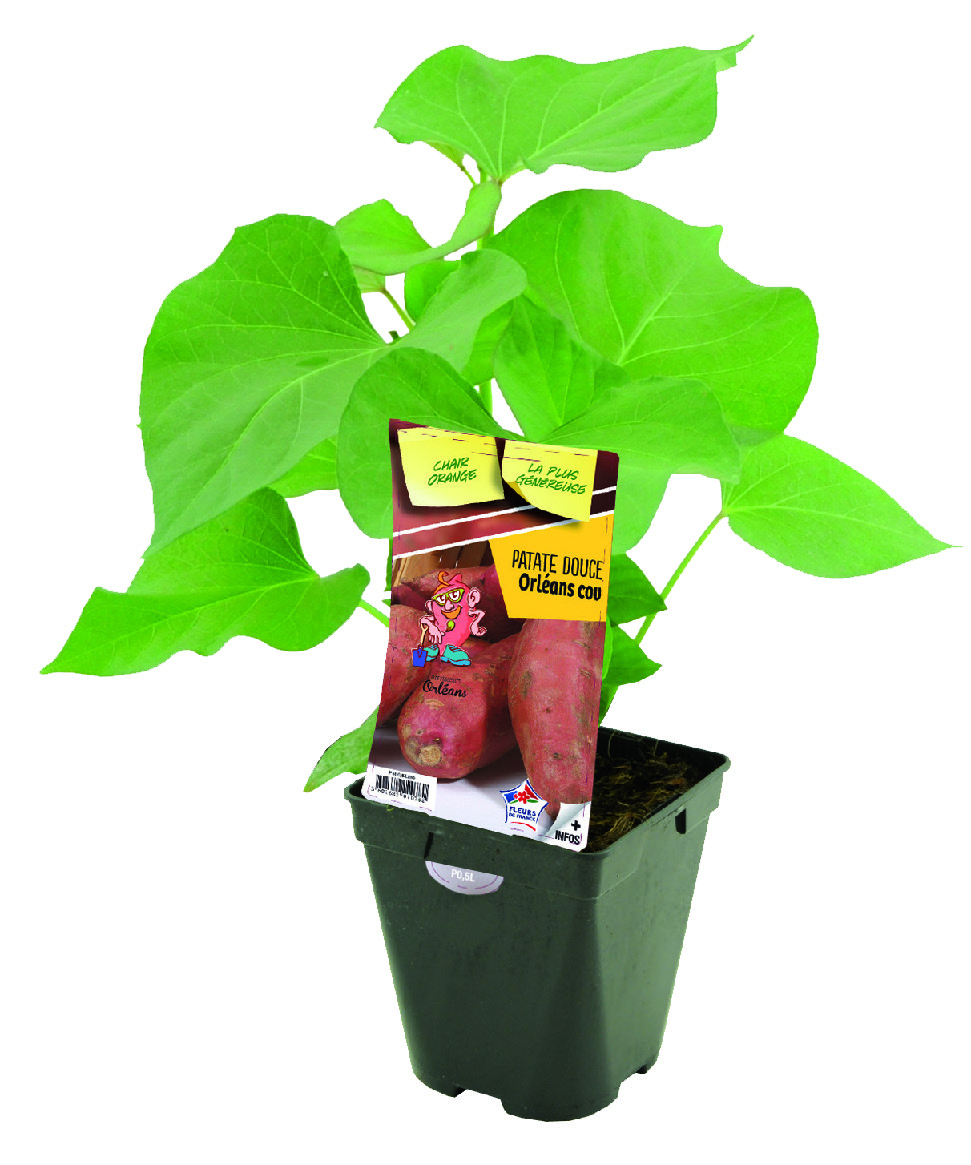 PLANT DE PATATES DOUCES