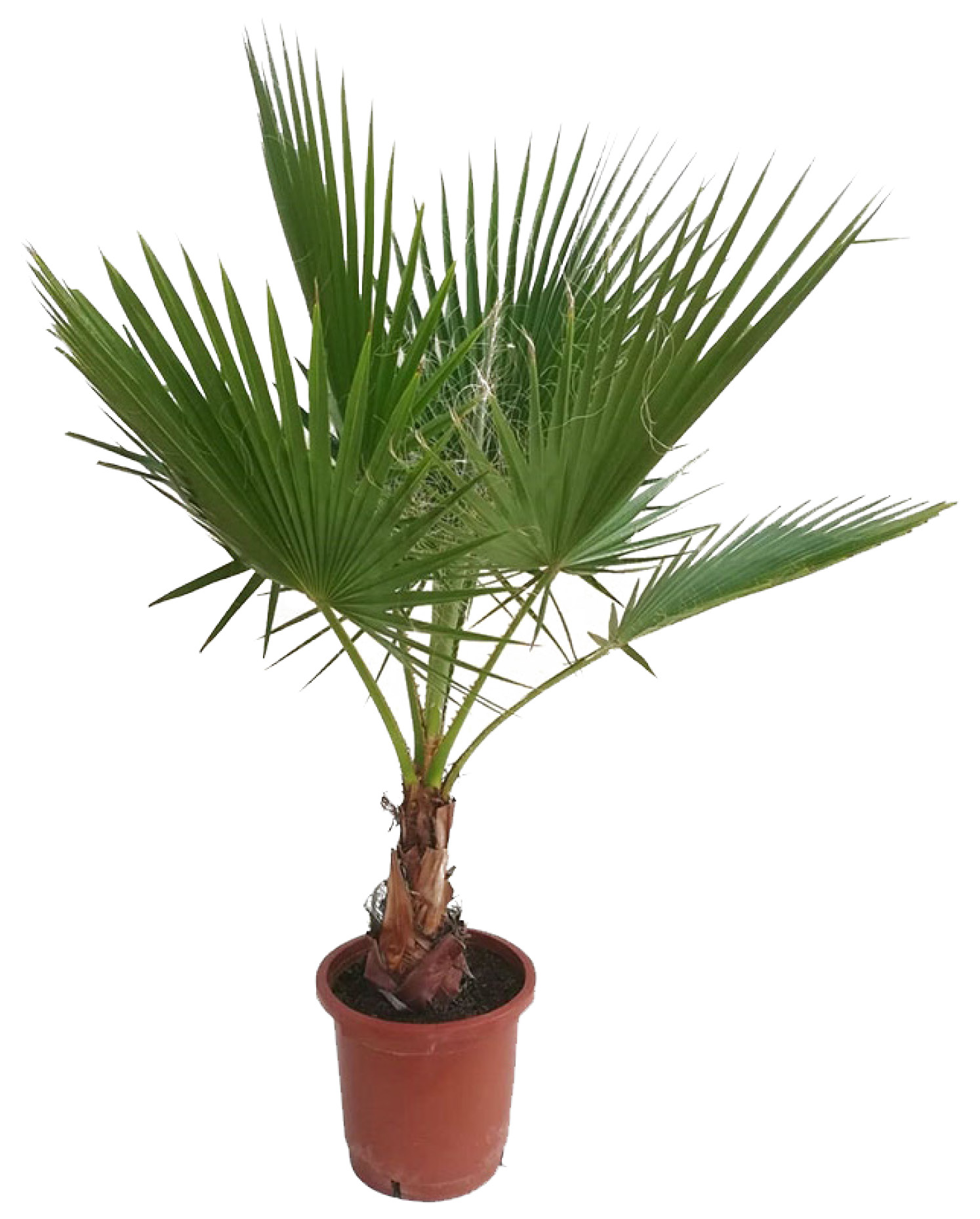 CYCAS REVOLUTA