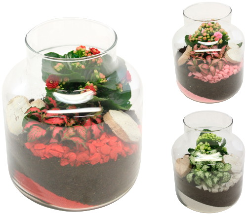 COMPOSITION TERRARIUM 2 PLANTES