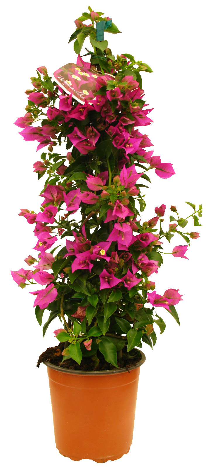 BOUGAINVILLIERS PYRAMIDE