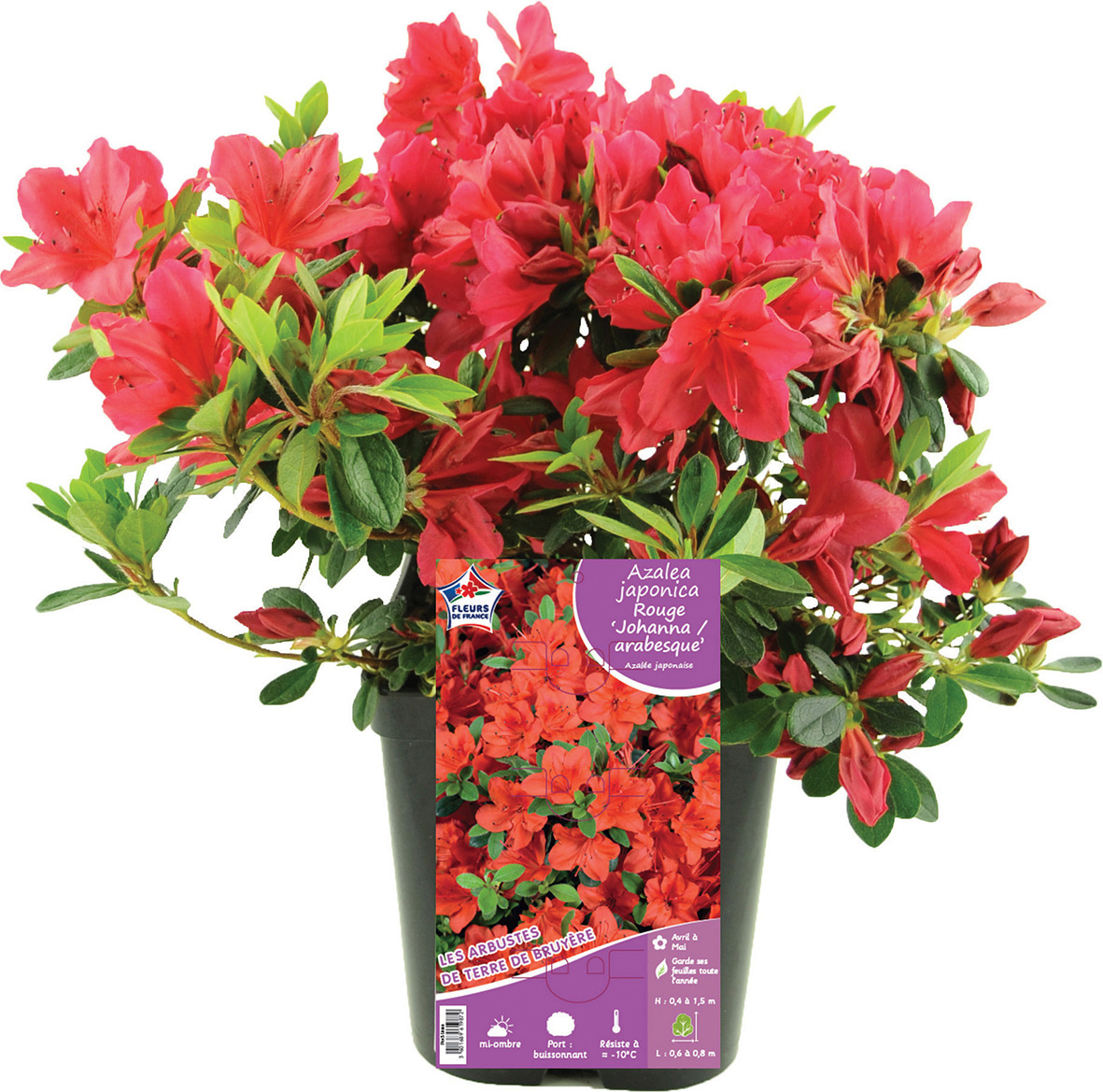 AZALÉE JAPONICA