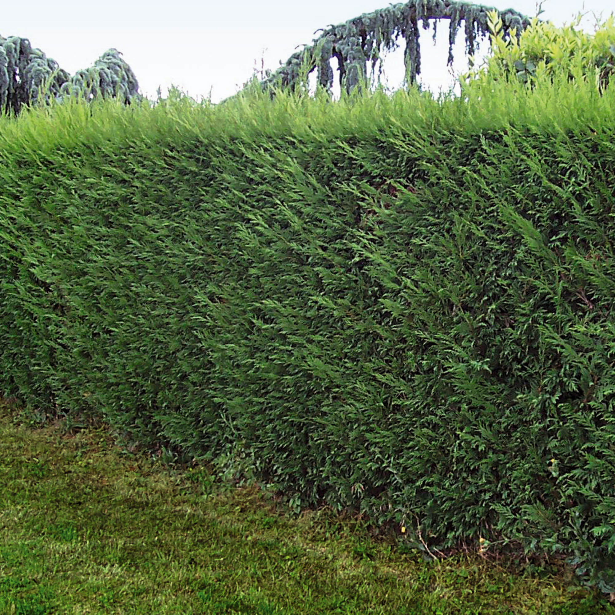 CYPRÈS DE LEYLAND "CUPRESSOCYPARIS LEYLANDII"