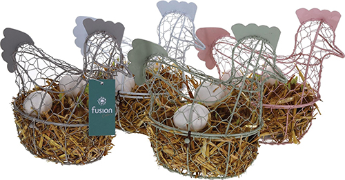 COMPOSITION DE NARCISSES FORME POULE