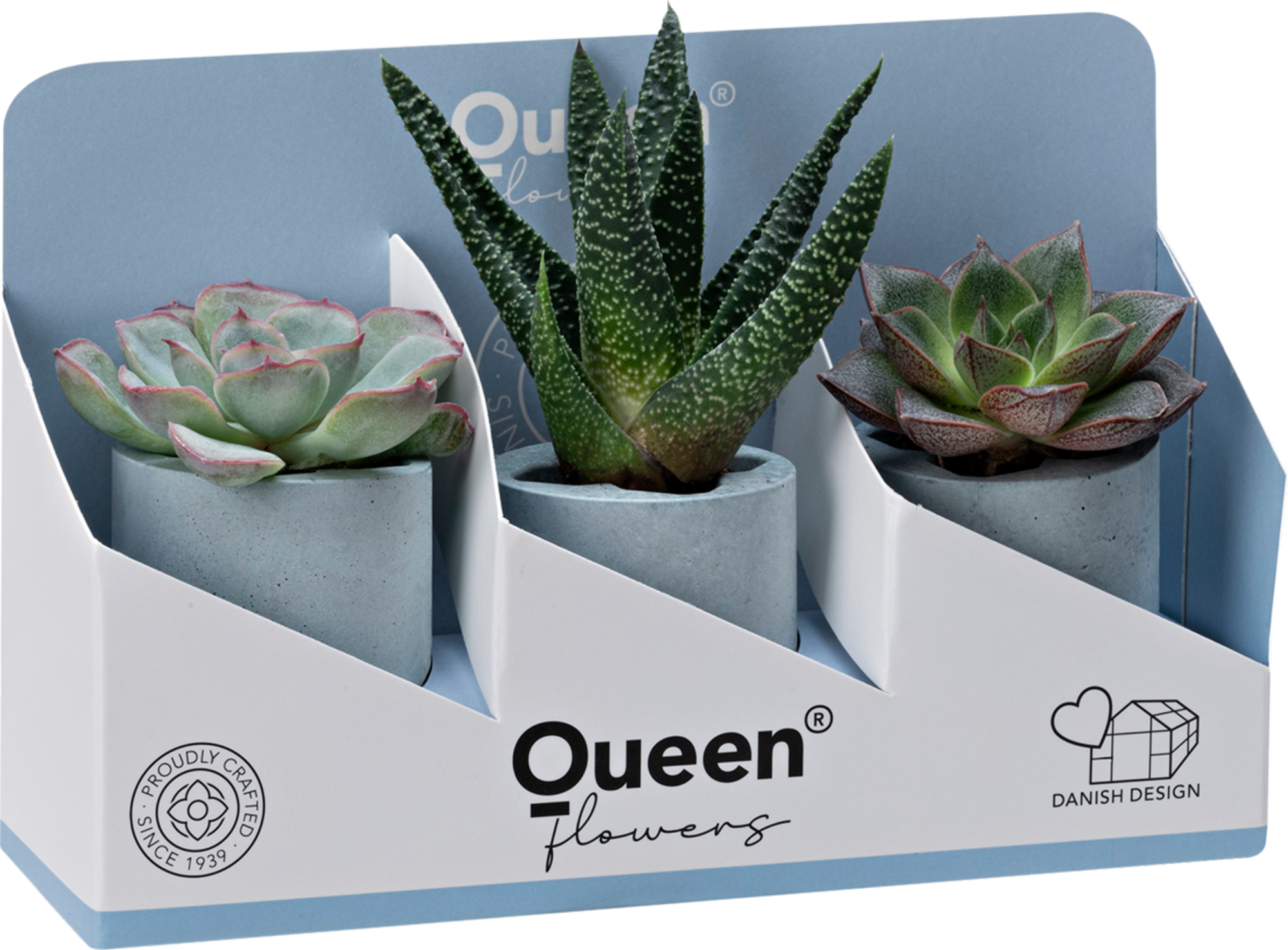 Coffret 3 succulentes