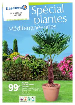 Spécial plantes méditerranéennes