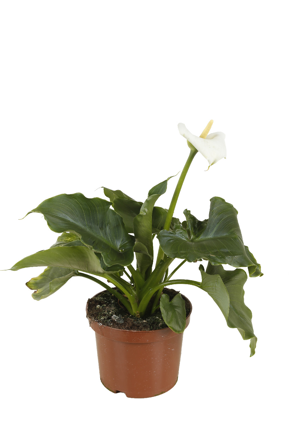 ARUM BLANC