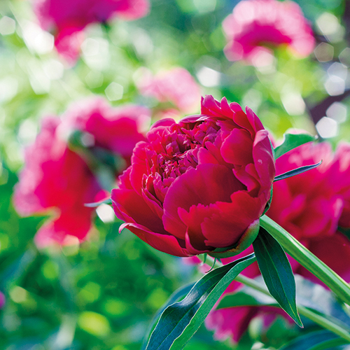 PIVOINES HERBACÉES
