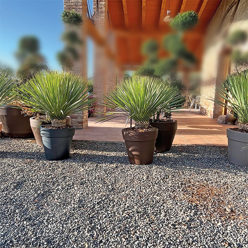 PALMIER YUCCA ROSTRATA TRONC