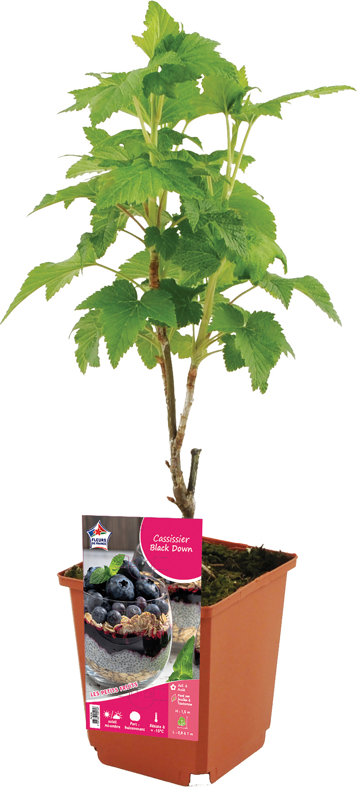 ARBUSTE FRUITIER