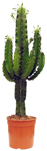 EUPHORBIA ERITREA