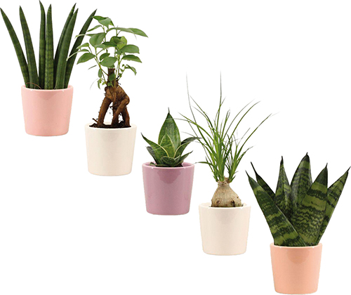 PLANTE VERTE 
DANS POT EN CÉRAMIQUE