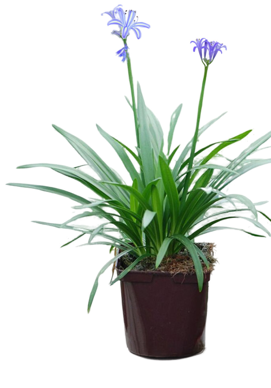 AGAPANTHUS BLEU ET BLANC