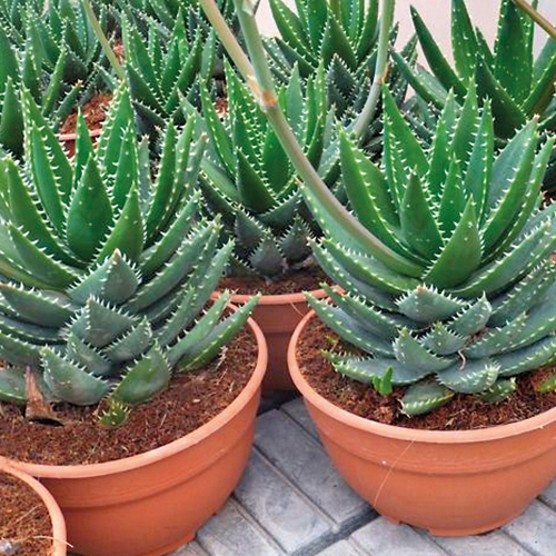 PLANTES GRASSES