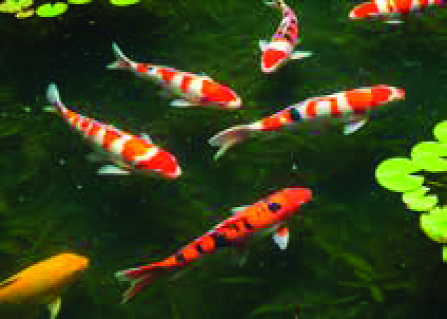 LE LOT DE 3 CARPES KOÏ