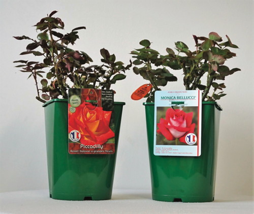 ROSIER BUISSON COLLECTION PROTÉGÉE