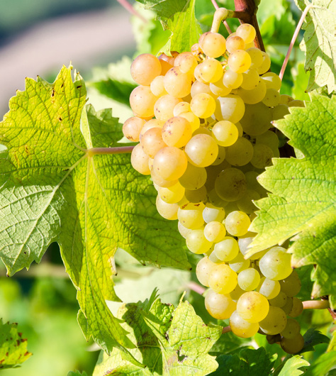 VIGNES VARIÉES