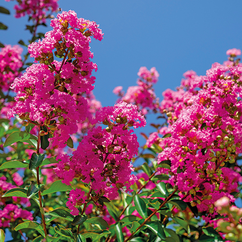 LILAS DES INDES LAGERSTROEMIA