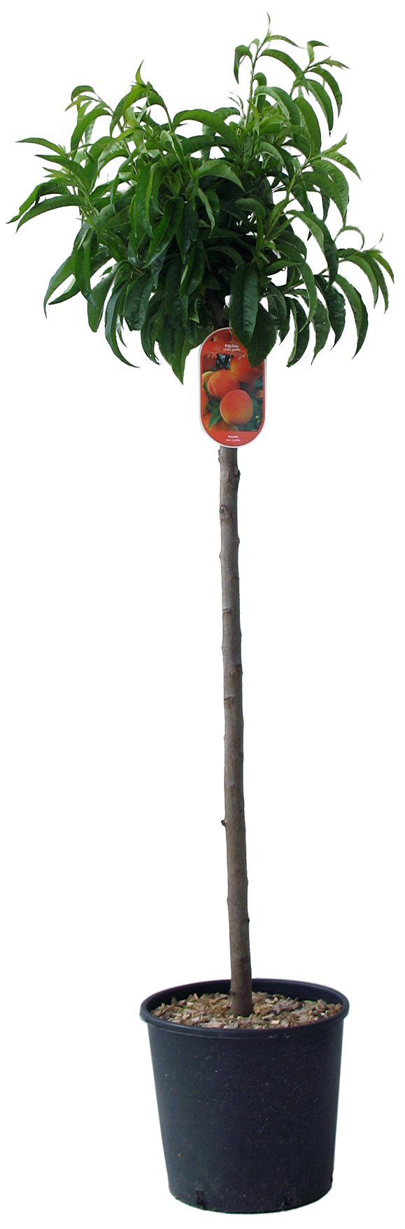 PÊCHER