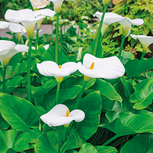 ARUM BLANC