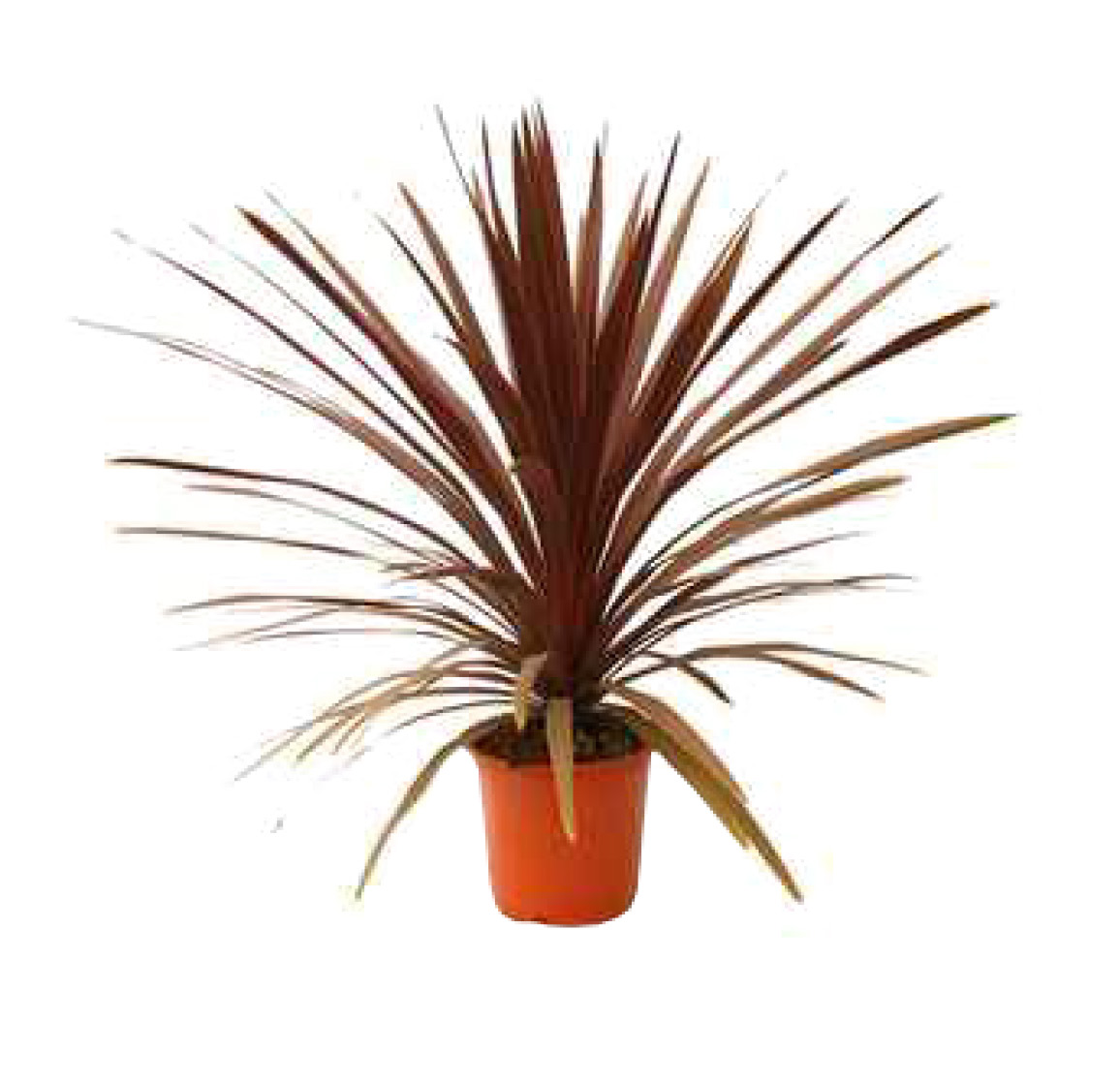 CORDYLINE