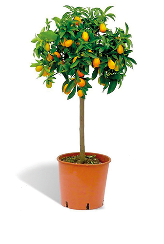 AGRUME MINI TIGE AVEC FRUITS