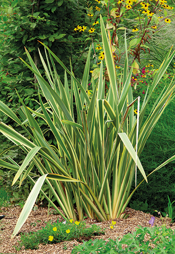 PHORMIUM