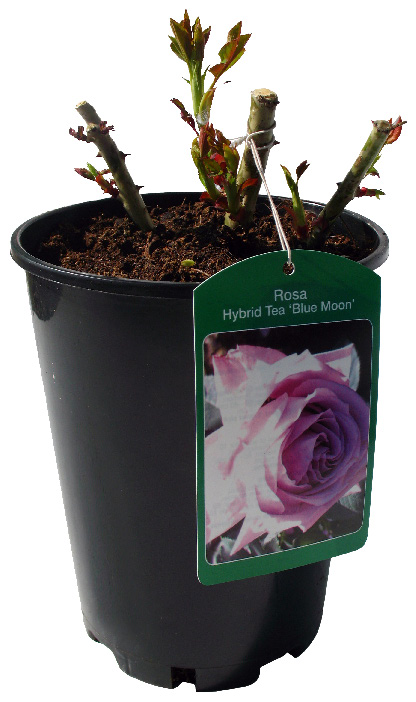 ROSIER GRANDES FLEURS