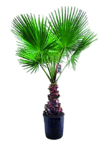 PALMIER WASHINGTONIA ROBUSTA