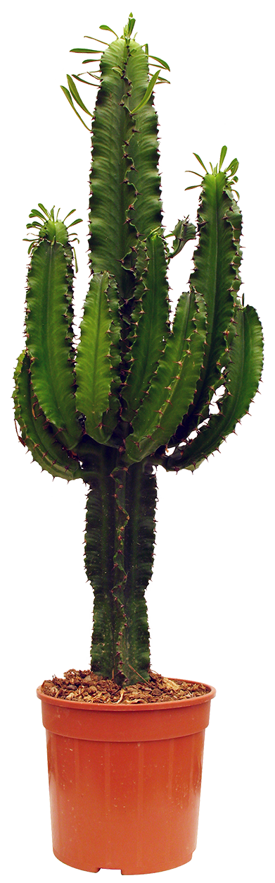 EUPHORBIA ERITREA
