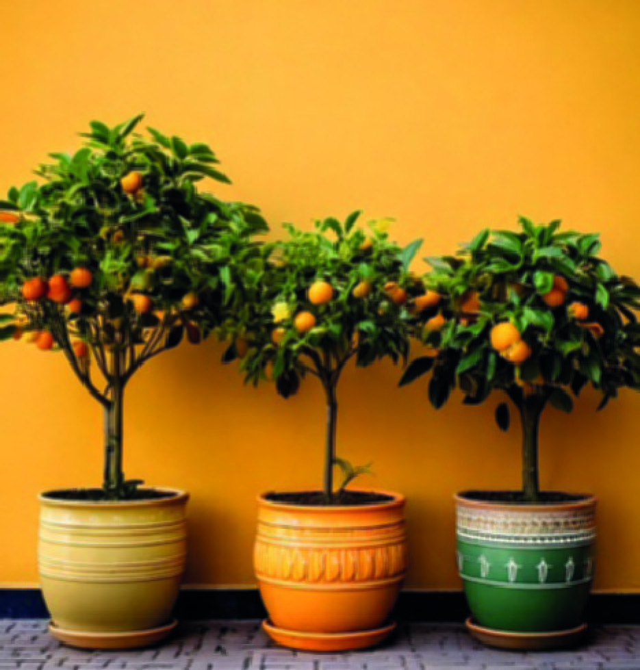 ASSORTIMENT D’AGRUMES