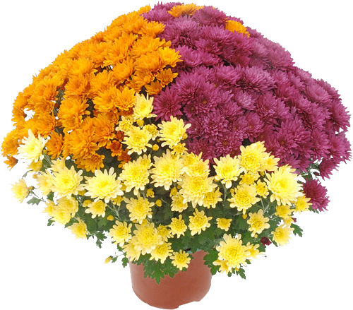 CHRYSANTHÈME MULTIFLEURS TRICOLORE