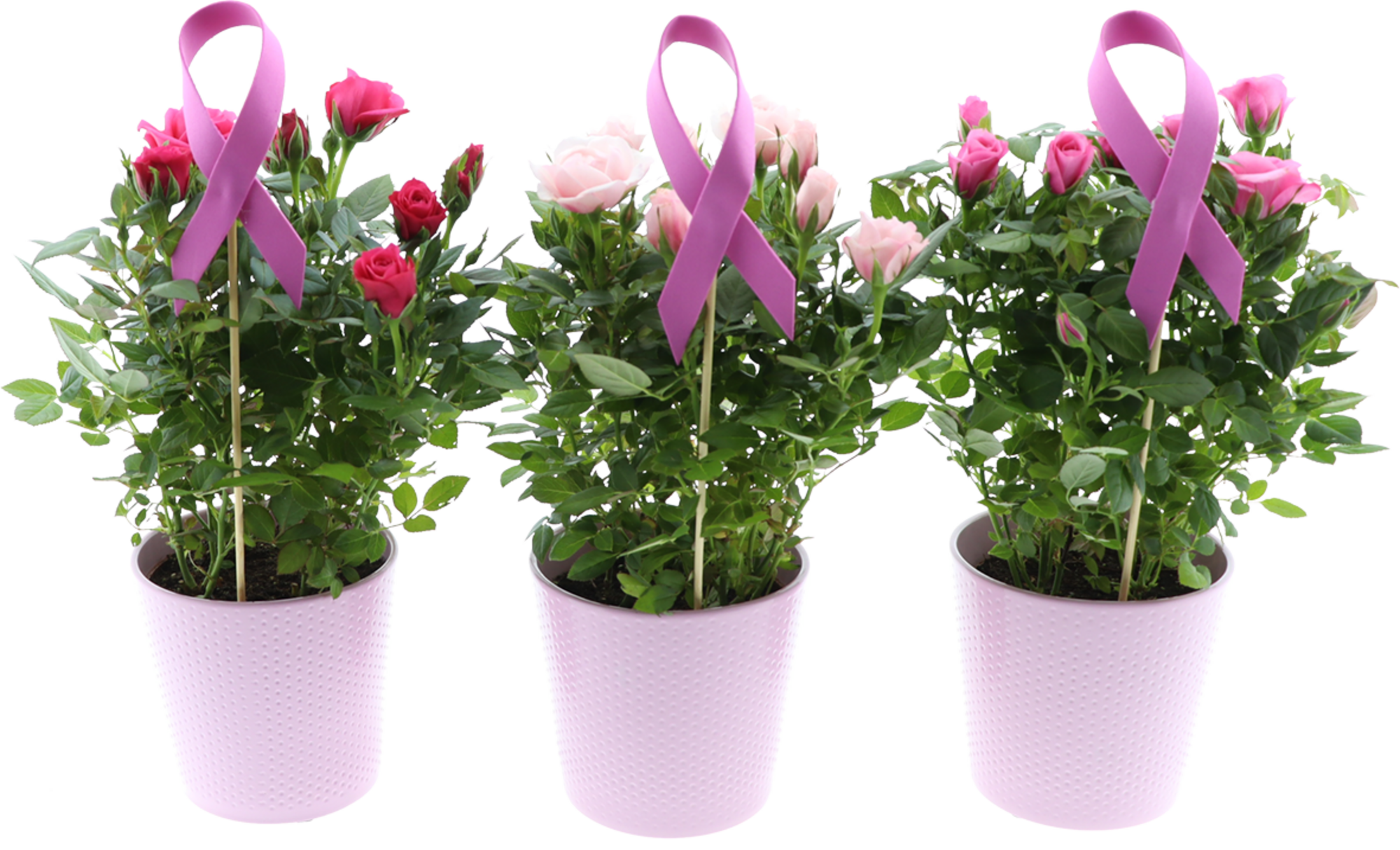 Rosier avec céramique