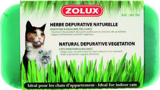 HERBE À CHAT DÉPURATIVE