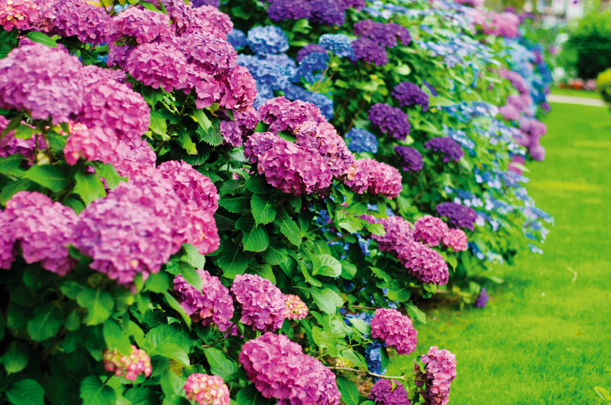 HORTENSIA  "HYDRANGEA"