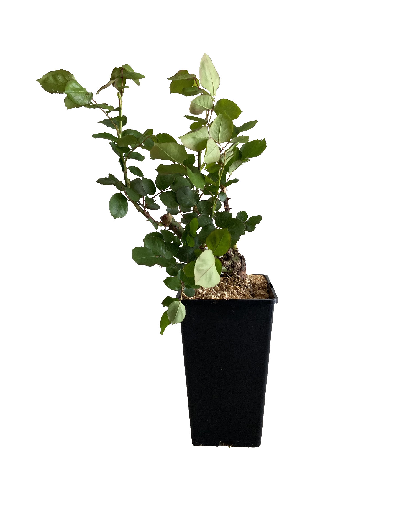 ROSIER POLYANTHA COLLECTION GÉNÉRALE