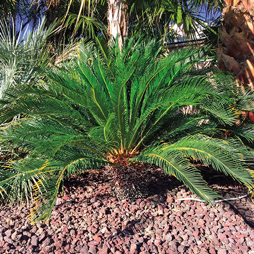 CYCAS REVOLUTA