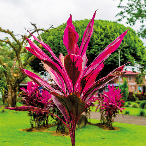 CORDYLINE