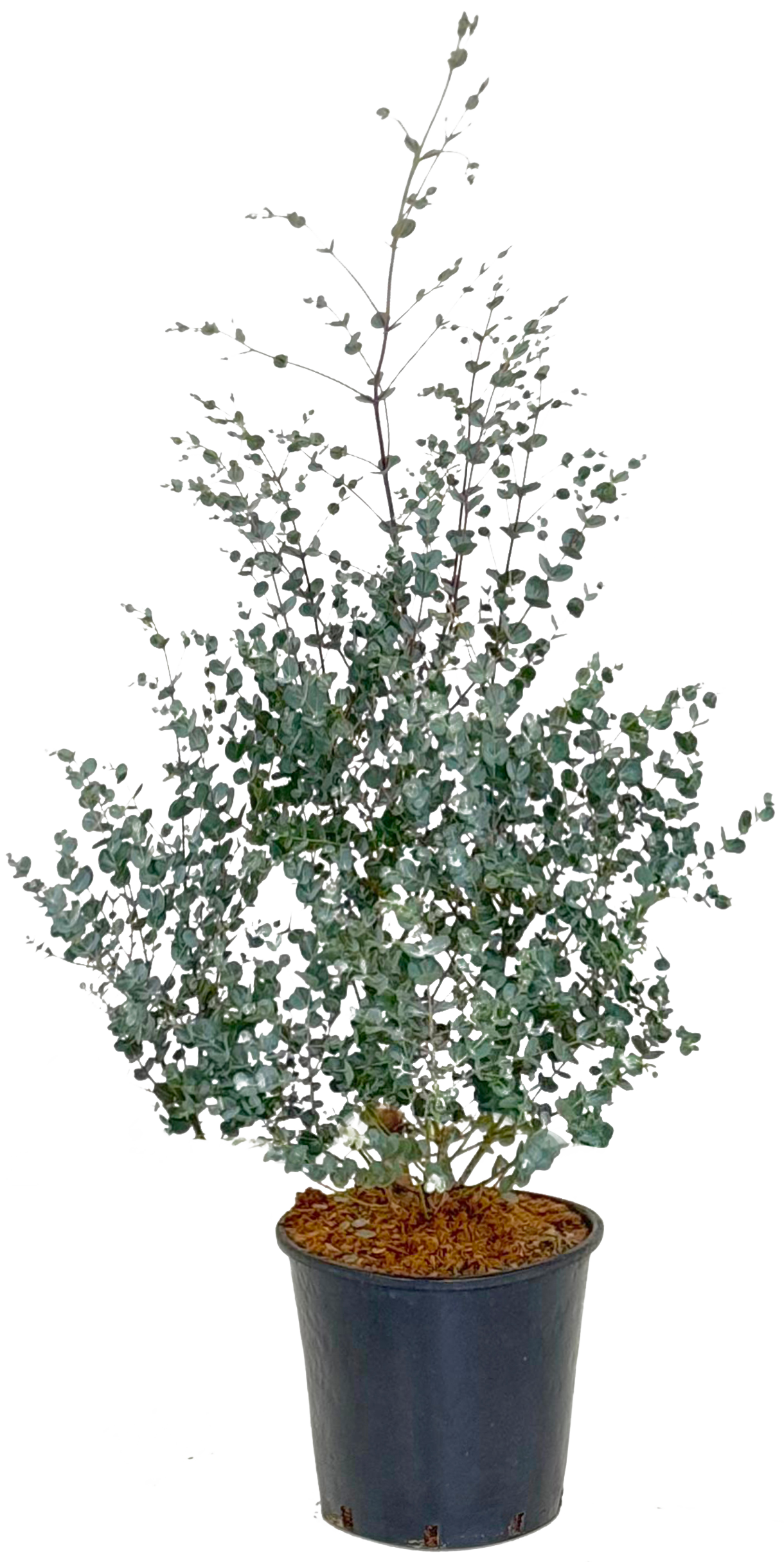 EUCALYPTUS GUNNI