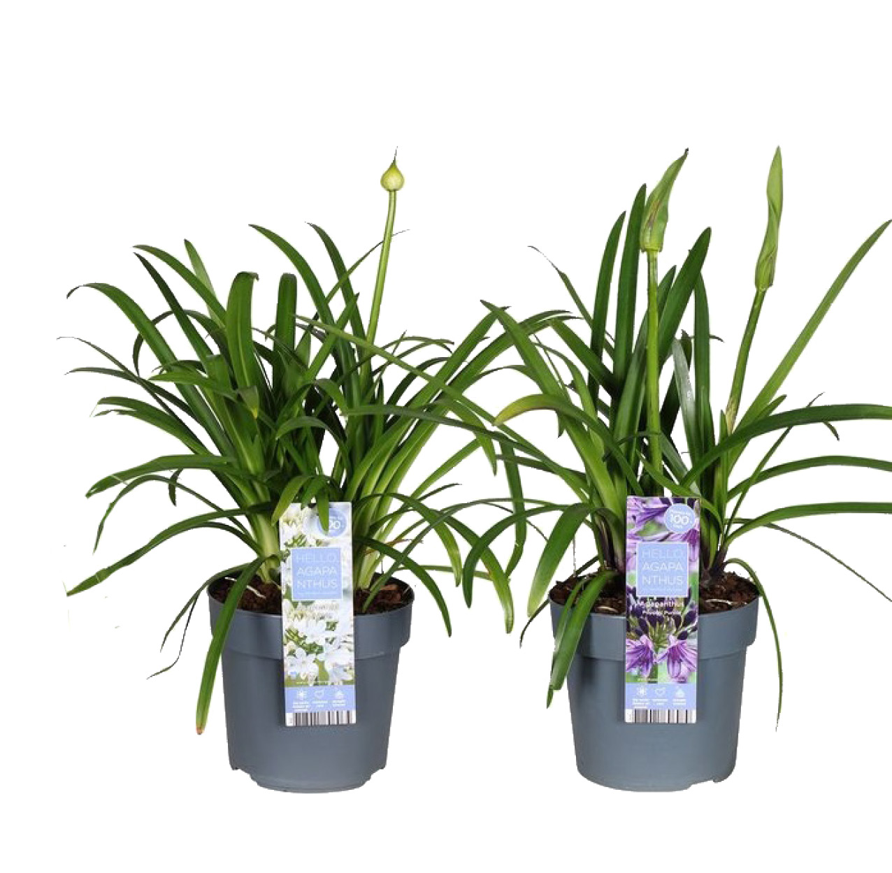 AGAPANTHE AVEC DES BOUTONS