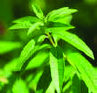 PLANTES ANNUELLES VARIÉES