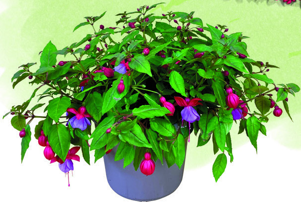 FUCHSIA