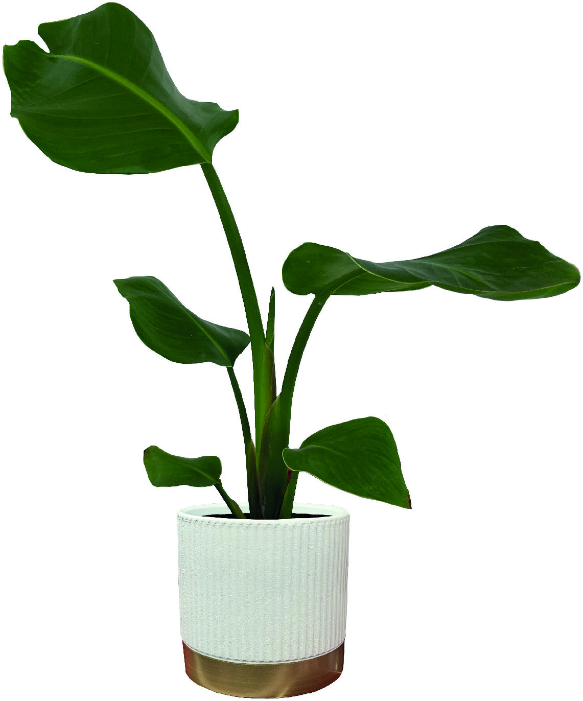 PLANTE VERTE