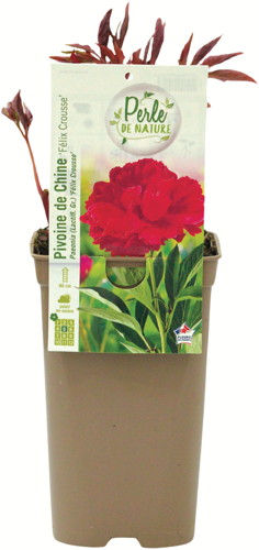 PIVOINES