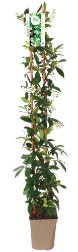 PLANTES GRIMPANTES