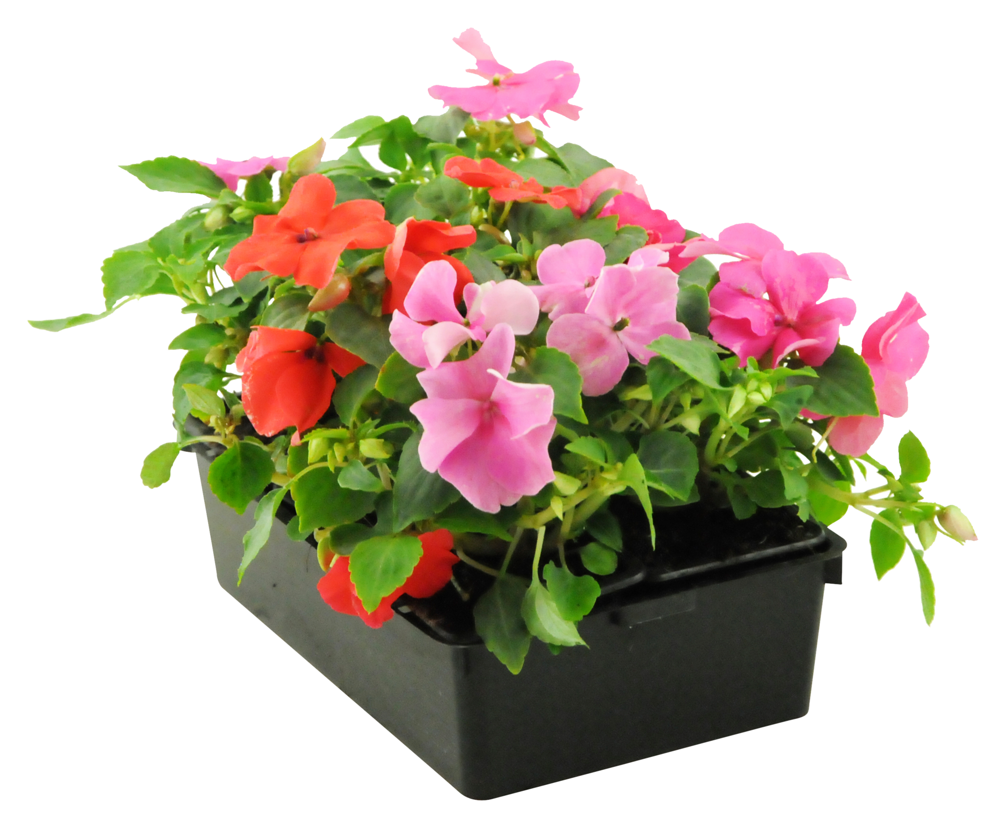 Plantes à massifs